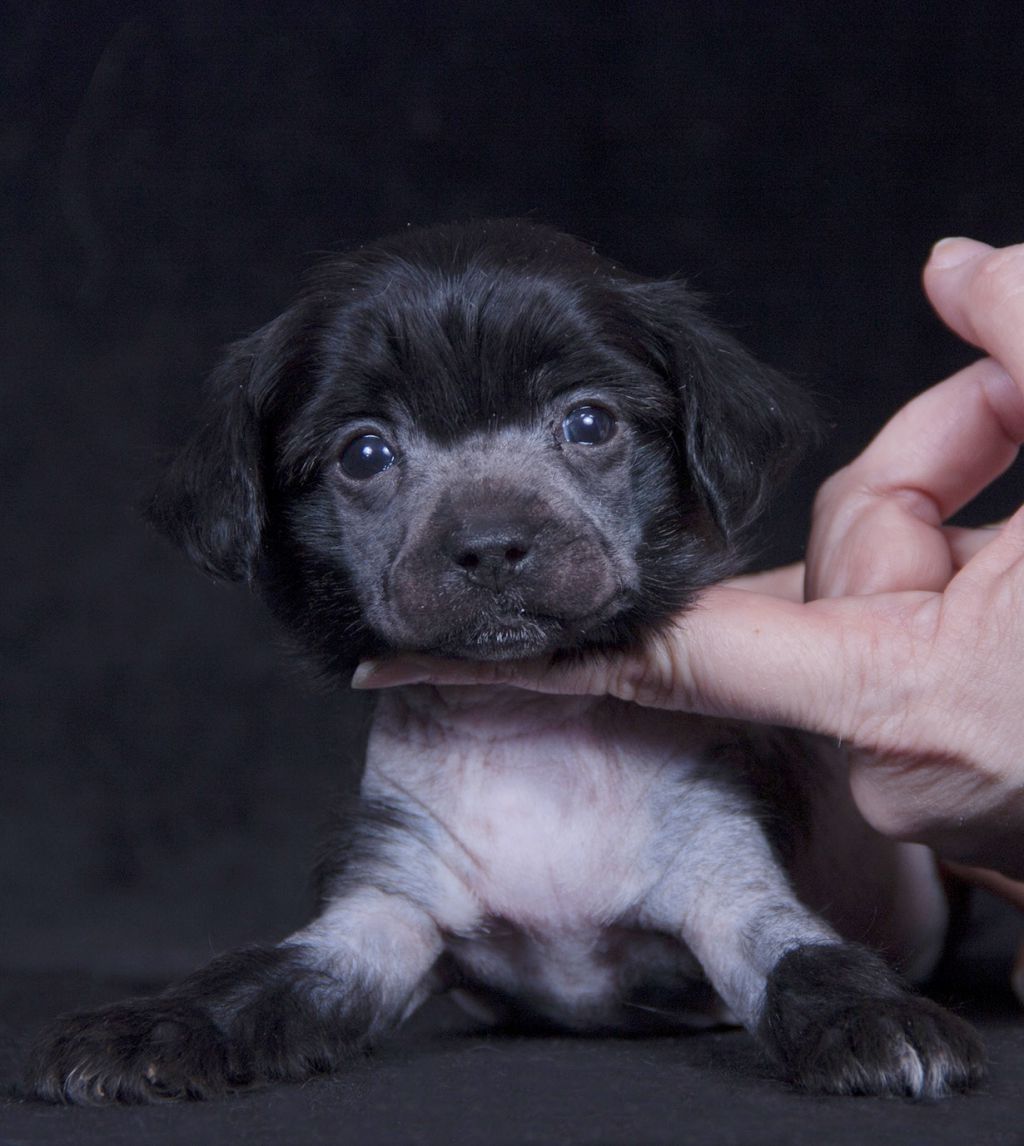 Luksorius Zolotoy Oskar