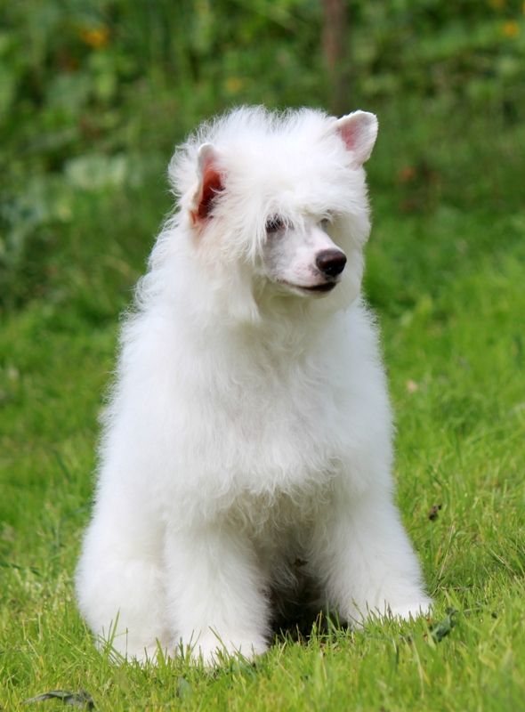 Golubushka  Moya dlya Liris