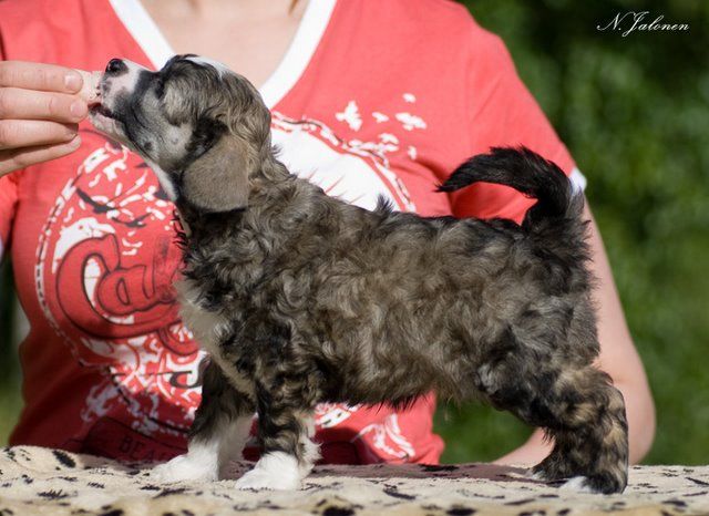 Crestwood Quarrelsome