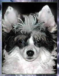 Dorothee Little Champs