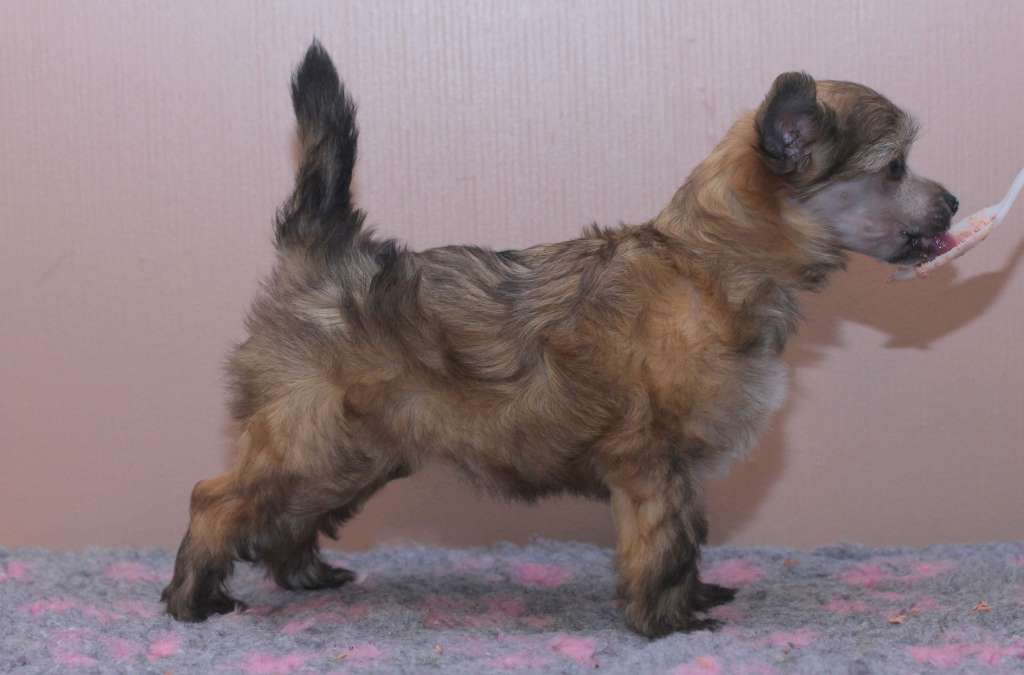 Artic Flyer's Miss Love Good