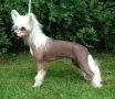 Proud Pony Iron Maiden Chinese Crested