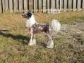 Ethereal's Hocus Pocus Chinese Crested