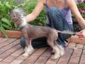 Apriori Vip Dark Side of The Moon Chinese Crested