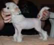 Gardine Legacy V Dunroamin Chinese Crested
