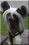 Oriental Jokes Sweet Pyry Chinese Crested