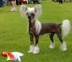 Twice as Nice Everest Chinese Crested