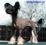 Moonswift Blue Devil Chinese Crested