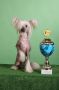 Pringvud Ser Chinese Crested
