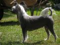 May's mile Blackdown Loreen Chinese Crested