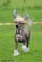 Xtra Bold Bubble Witch Saga Chinese Crested
