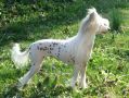 Xpozures Beautiful Miracle Chinese Crested