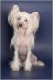 Dream of Mine at N'Co Chinese Crested