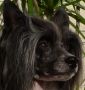 Multi Ch. Mooncrest Mardi Gras   AOM Chinese Crested