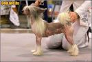 Styled by Royality N'Co Chinese Crested