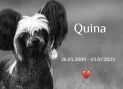 Solino's Quin Quina Chinese Crested