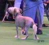 Blandora Bare With Me At Taleeca Chinese Crested