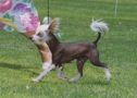 Gingery Nocturn Oz Chinese Crested