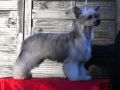 Lionheart Kick Party Chinese Crested
