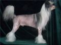 Fantastik Kashmir Lui Konkordis Chinese Crested