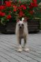 L'Tango Golden Diamond Chinese Crested