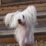 Belshaw's Ombre Rose Chinese Crested