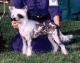 Zucci Jazz Fest at Shawcrest Chinese Crested