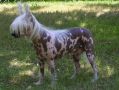 Flawia Zuzanna Fortunatax Chinese Crested