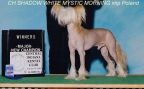 Mystic Morning Shadow White Chinese Crested