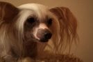Koko Shanel Chinese Crested