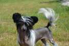 Donatella Avokaduh Chinese Crested