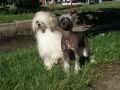 Baryshnya Krestianka ot Volnogo Psa Chinese Crested