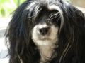 Koh-I-Noor de GabriTho Chinese Crested