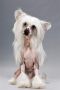 Twice as Nice The Matrix Chinese Crested