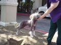 Kotickees Limited Edition Chinese Crested