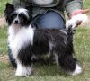 moon harbour  flashback Chinese Crested