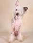 Altona City Girl von Natelberg Chinese Crested