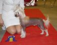 Krasotka Star  First Fortune Chinese Crested