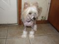 Roc N Win Thrill Seeker Chinese Crested