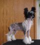 Genuine N'Co Chinese Crested