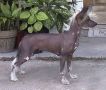 Unicorn's Scarlett No Haira Chinese Crested