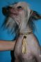 Bi-Lav Plus George Myloslavskiy Chinese Crested