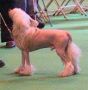 Omegaville La Rumba Chinese Crested