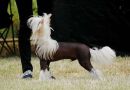 Magic of Success Jack Hummer Chinese Crested