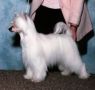 Kulana's Solitaire Jewel Chinese Crested
