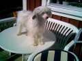 Newbourne Eternity Chinese Crested