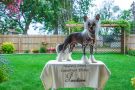 Multi CH. Mulberry Street CedarFrost Thriller Chinese Crested