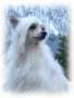 Artic Flyer's Eyecandy Escalade Chinese Crested
