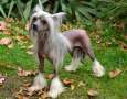 Chanell Cool Lady Chinese Crested