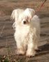 Bernardina Chinese Crested